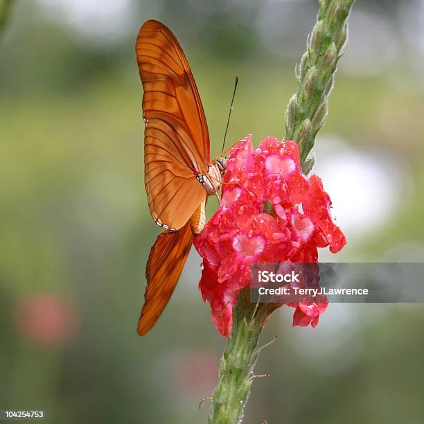 줄리아긴쭉나비 코스타리카 중미 0명에 대한 스톡 사진 및 기타 이미지 - 0명, 곤충, 꽃 한송이