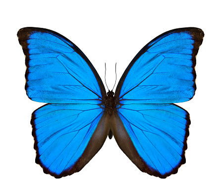 Azul o parte superior de la mariposa (desambiguación) Sunset Morpho azul brillante cuando el reflejo a la luz mostrando su hermosa pigmento entile alas aisladas sobre fondo blanco photo