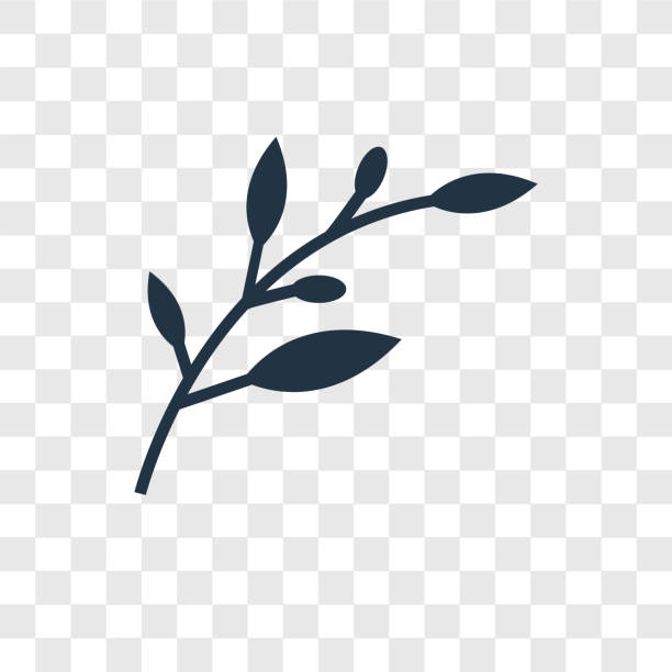 stockillustraties, clipart, cartoons en iconen met olive branch vector pictogram geïsoleerd op transparante achtergrond, olive branch transparantie logo ontwerp - olijfblad