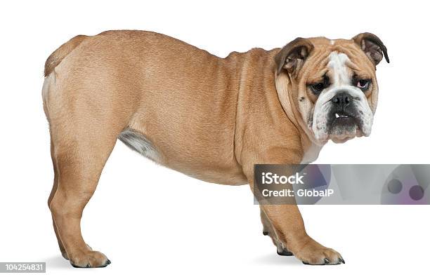 Profile Of English Bulldog Standing And Looking At The Camera Stock Photo - Download Image Now