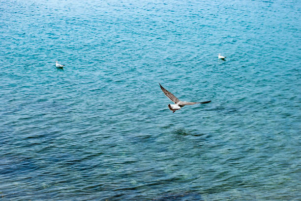 istock Flying seagulls over blue water background 1042548858