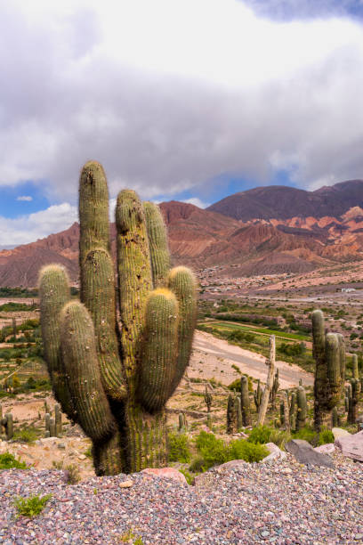 istock A giant cactus (Echinopsis atacamensis) in Tilcara 1042549266