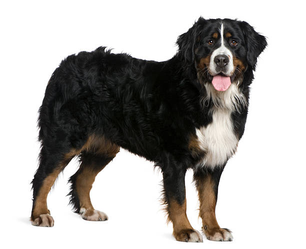 istock Side view of Bernese mountain dog, standing and panting. 104254959