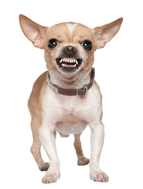 vue de face de colère chihuahua rugissant, debout. - gronder photos et images de collection