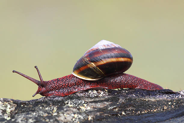 preto turbante indiano caracol (tegula funebralis - tegula imagens e fotografias de stock