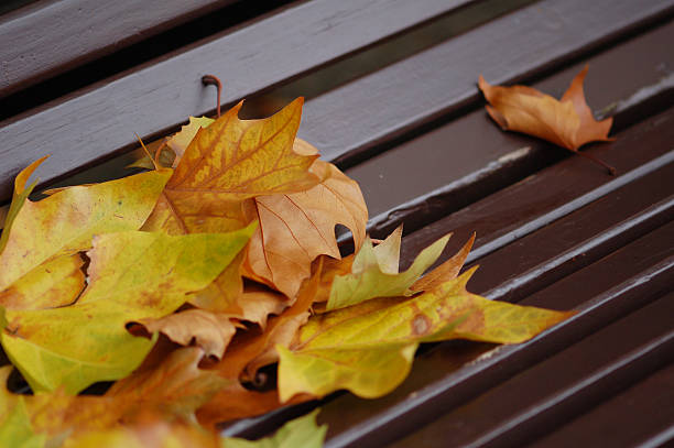 leafs of plane tree and maple tree laying on a bench. Laub von Ahorn und Platane liegt auf einer Parkbank.