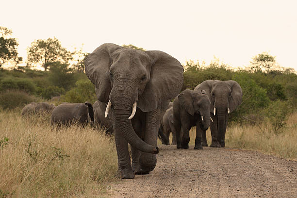 istock African elephant matriarch leading her herd up a dirt track 104255688