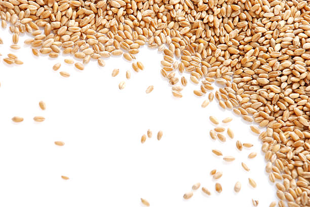 istock Grain of the wheat 104255767