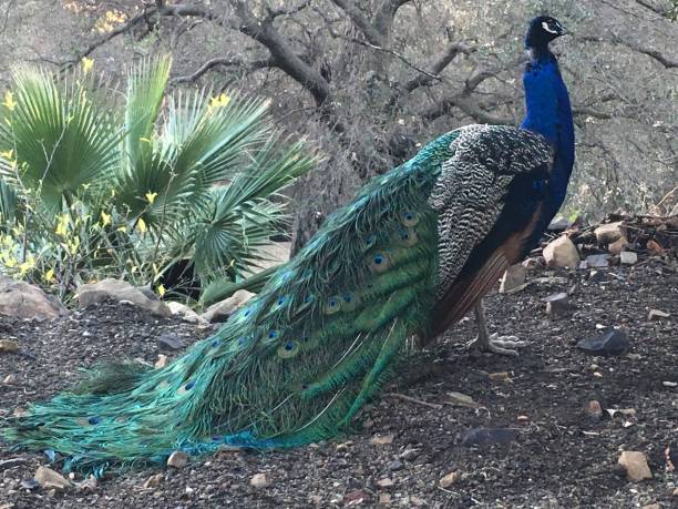 istock Peacock Poses in the Mud 1042559798