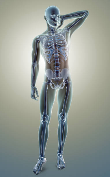 istock 3d medical figure standing and holding his neck 1042561926