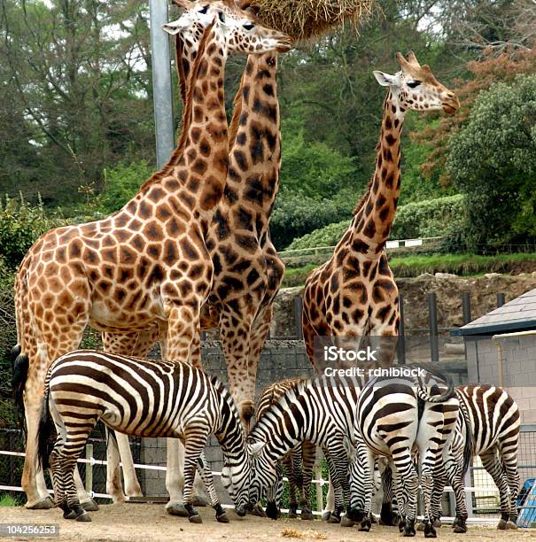 Strisce E Macchie - Fotografie stock e altre immagini di Belfast - Belfast, Zoo - Struttura con animali in cattività, Animale in cattività