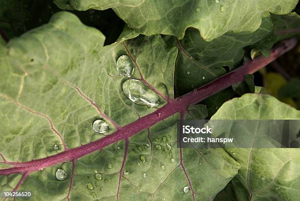 Photo libre de droit de Chourave banque d'images et plus d'images libres de droit de Agriculture - Agriculture, Brassicaceae, Chou-rave