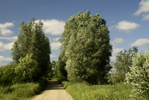 cotswolds england uk trees sunlight scenic landscape generic season road lane countryside