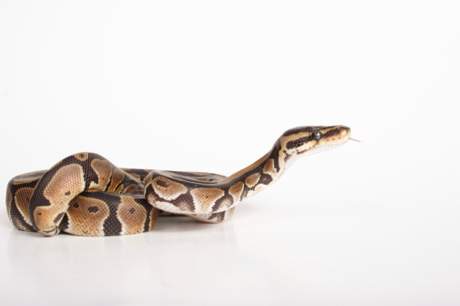 Snake Burmese Python molurus bivittatus isolated on white background