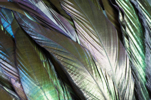 istock Colorful and iridescent black bird feathers. 1042568814