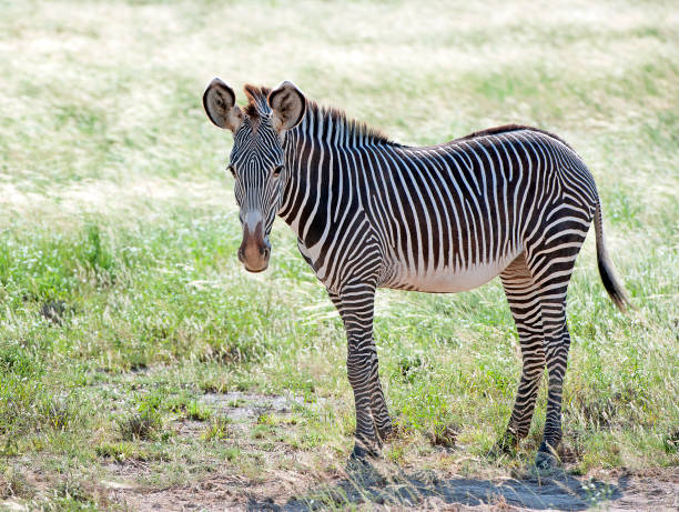 Free picture: endangered, grevys, zebra, animals, mammals, equus ...