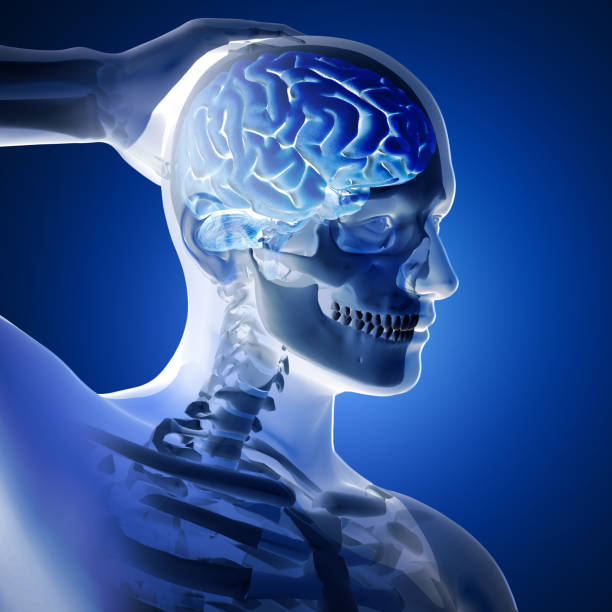 istock 3D render of a medical figure with brain highlighted on blue background 1042568836