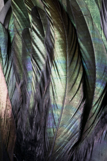 This is a macro photo of black bird feathers. I used special lighting to bring out the opalescent green and purple hues in the black feathers.