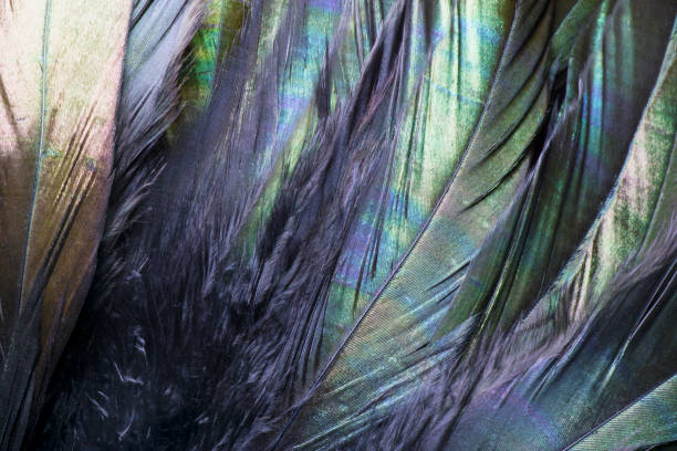istock Colorful and iridescent black bird feathers. 1042568862