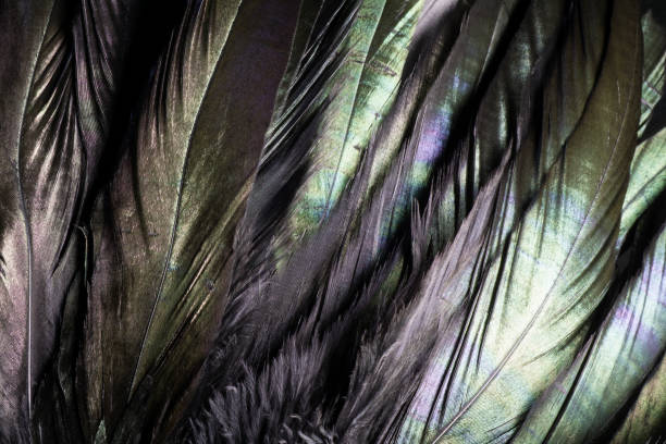 istock Colorful and iridescent black bird feathers. 1042568934
