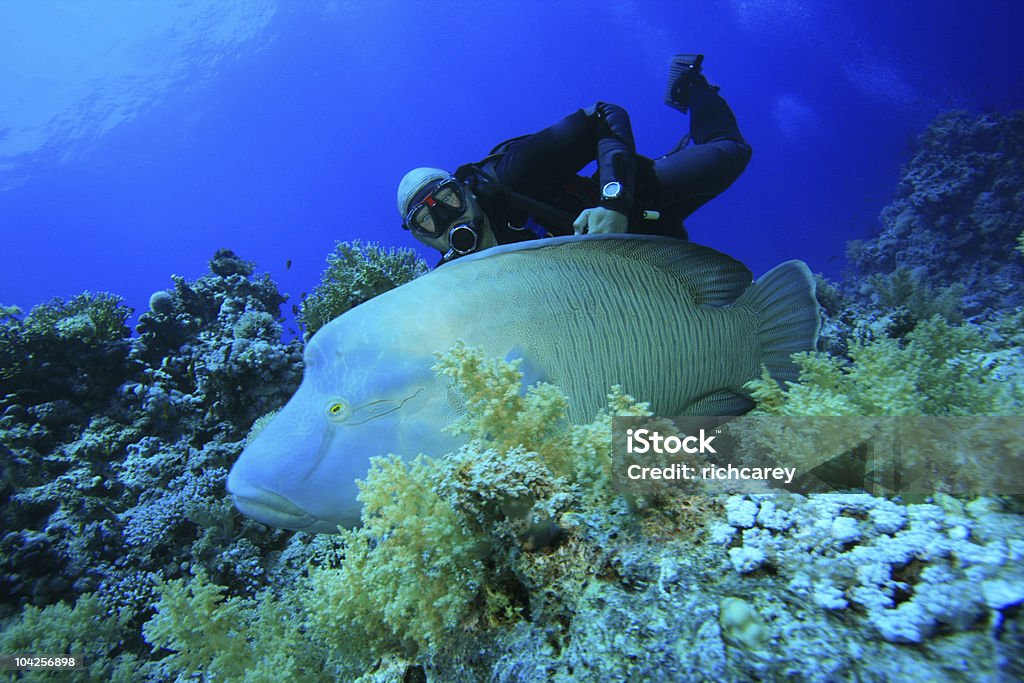 Napoleon Wrasse and Scuba Diver  Fish Stock Photo