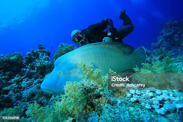 Napoleon Wrasse And Scuba Diver Stock Photo - Download Image Now - Fish, Wrasse, Color Image
