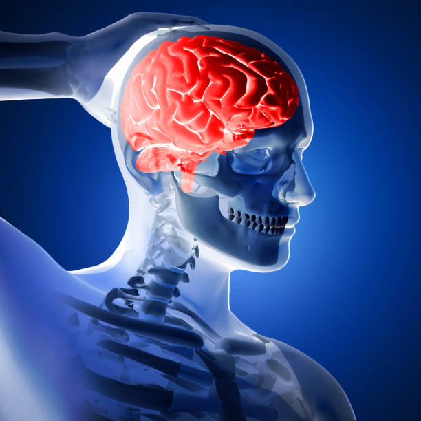 istock 3D render of a medical figure with brain highlighted on blue background 1042569006