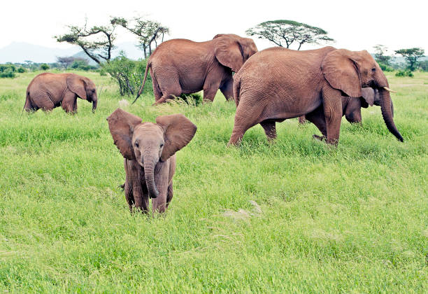 istock Childish challenge, Elephant, Samburu, Kenya, Africa 1042569464