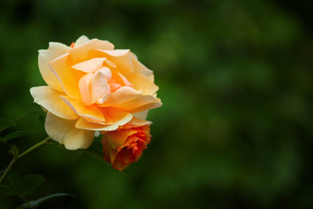 istock Double Red Yellow Rose autumn Garden 1042569552