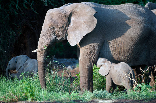 istock Suckling elephant calf, Samburu, Kenya, Africa 1042569764