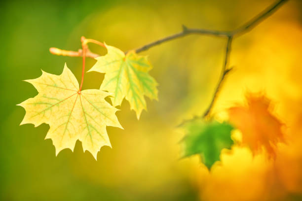 istock Autumn leaves on blurred background 1042569820
