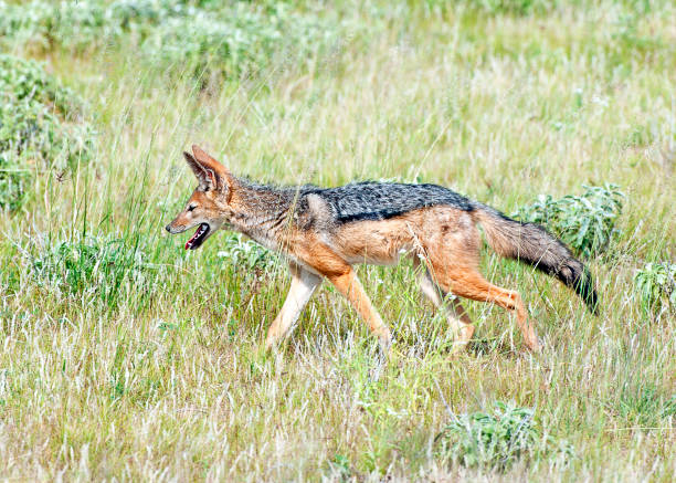 istock Black-backed Jackal, Samburu, Kenya, Africa 1042572232