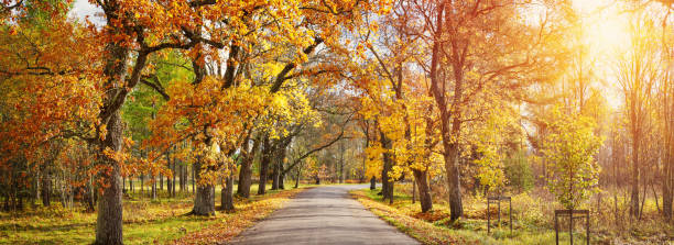 istock alley in autumn 1042574526