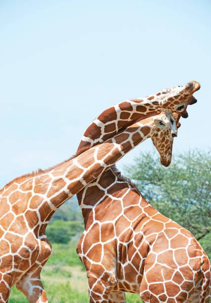 istock Giraffe twist and turn, Samburu, Kenya, Africa 1042575130