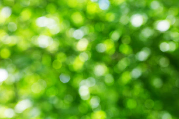 istock leaves background in summer with beautiful sunlight 1042575184