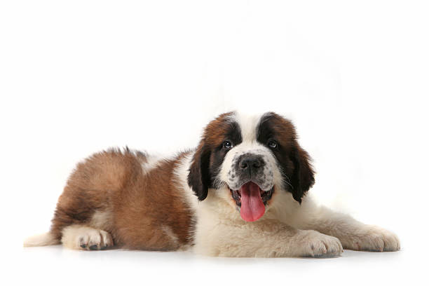 Saint Bernard Puppy Lying on His Stomach Against White Background stock photo