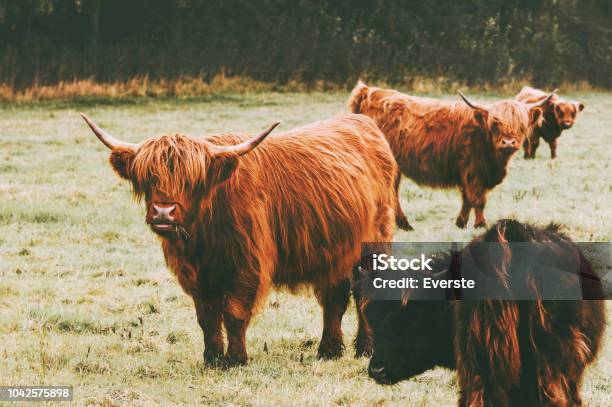 Highland Cattle Nhóm Bò Trang Trại Động Vật Lông Dài Và Sừng Giống Scotland  Cổ Điển Hình ảnh Sẵn có - Tải xuống Hình ảnh Ngay bây giờ - iStock