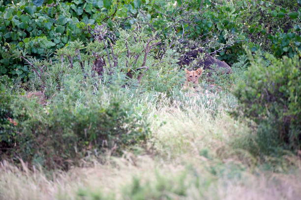 istock Lion cub concealed, Samburu, Kenya, Africa 1042576104