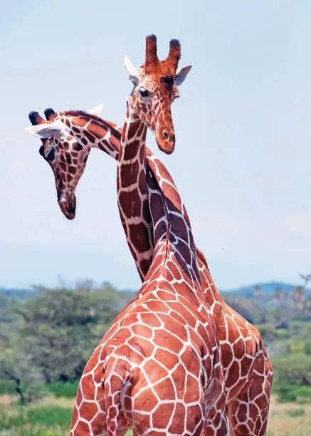 Photo of Twist and turning Giraffe, Samburu, Kenya, Africa