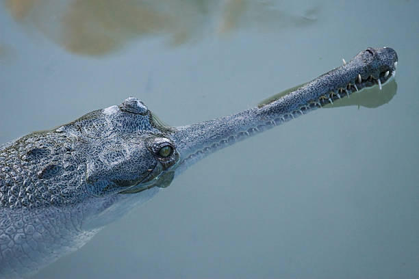 gavial du gange indien crocodile - gavial photos et images de collection