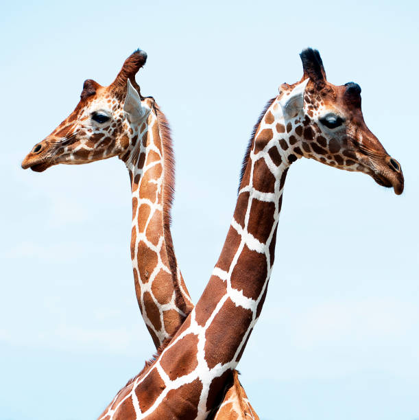 istock Not on speaking terms. Giraffe, Samburu, Kenya, Africa 1042578462