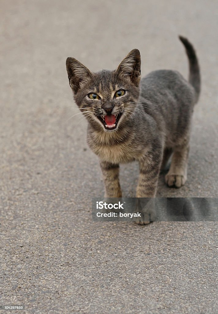 Wild kitten Wild kitten meowing in anger. Additional cat photos: Animal Stock Photo