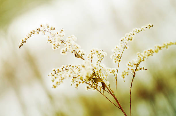 istock Wonderful dried flower 104257947