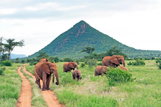 A herd of Elephants meander and graze through the lush bush, of Samburu National Reserve, a wildlife reserve or national park for wild animal safaris in Kenya, Africa