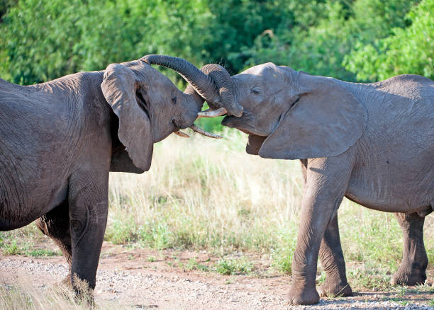 istock Tango for two elephants, Samburu, Kenya, Africa 1042580972