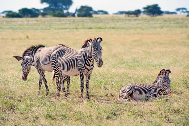 istock Grevy's Zebra undecided, amburu, Kenya, Africa 1042581336