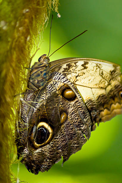 Farfalla marrone su un ramo - foto stock