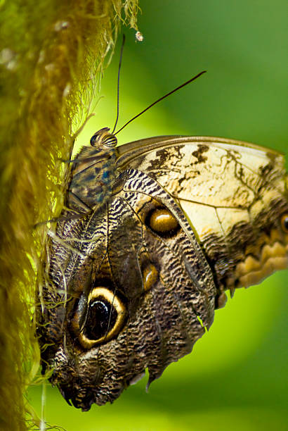 Cтоковое фото Коричневый бабочка на ветвь