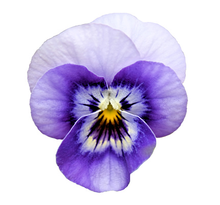 A beautiful Pansy flower with dark and light purple and white petals with a vibrant yellow center, isolated on a square white background.