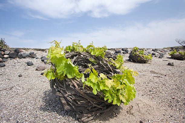 santorin s vineyard - aegean islands photos et images de collection